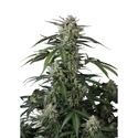 Banana Guava Auto (Fast Buds) Feminisiert