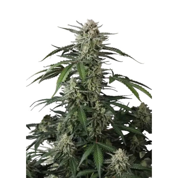 Banana Guava Auto (Fast Buds) Feminisiert