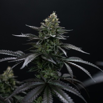 Biscotti Gelato (Fast Buds) Feminisiert
