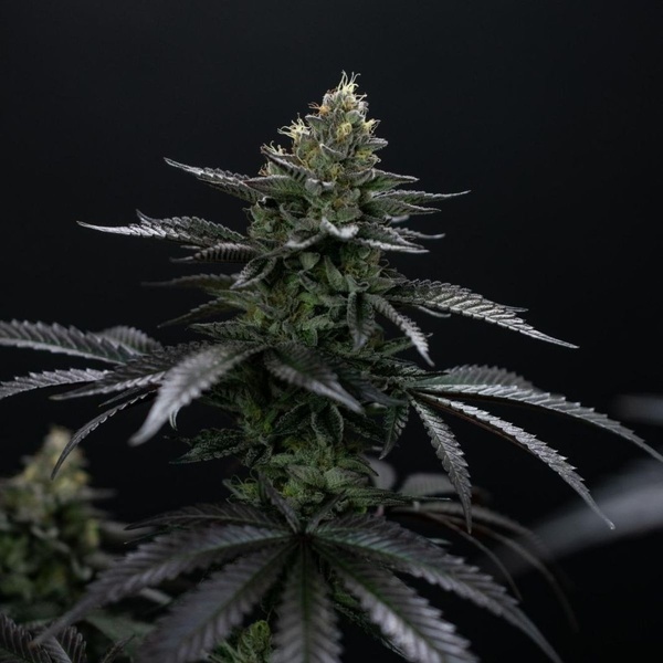 Biscotti Gelato (Fast Buds) Feminisiert