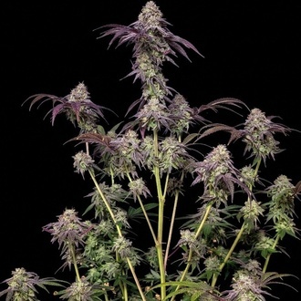 Biscotti Gelato (Fast Buds) Feminisiert