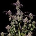 Biscotti Gelato (Fast Buds) Feminisiert