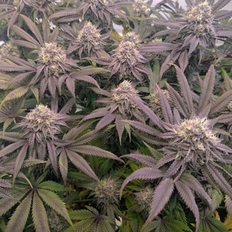 Biscotti Gelato (Fast Buds) Feminisiert