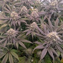 Biscotti Gelato (Fast Buds) Feminisiert