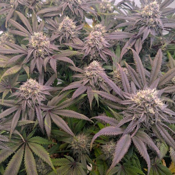 Biscotti Gelato (Fast Buds) Feminisiert