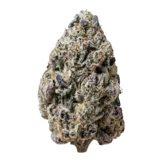 Biscotti Gelato (Fast Buds) Feminisiert