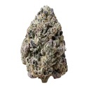 Biscotti Gelato (Fast Buds) Feminisiert
