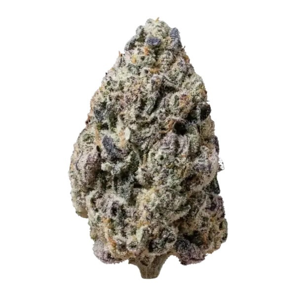 Biscotti Gelato (Fast Buds) Feminisiert