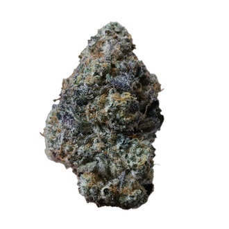 Gary Sherbet (Fast Buds) Feminisierte Samen
