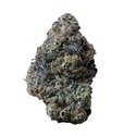 Gary Sherbet (Fast Buds) Feminisierte Samen