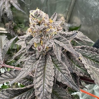Gary Sherbet (Fast Buds) Feminisierte Samen