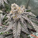 Gary Sherbet (Fast Buds) Feminisierte Samen