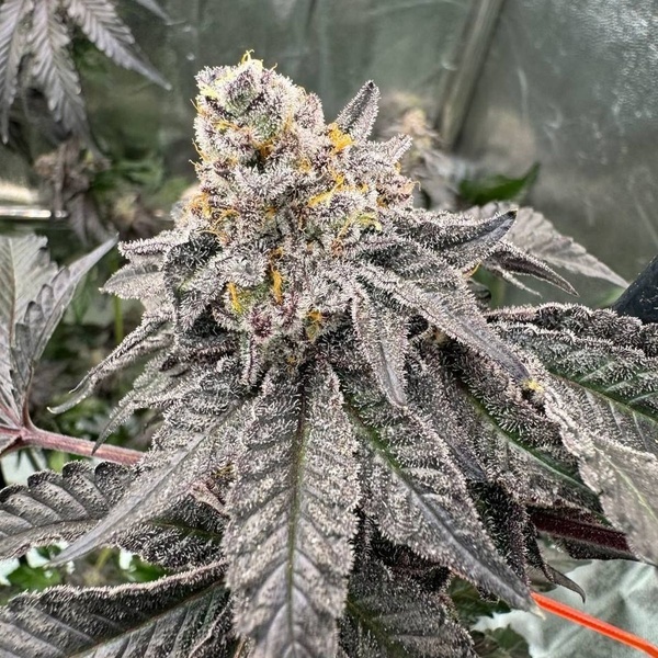 Gary Sherbet (Fast Buds) Feminisierte Samen