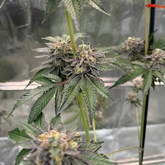 Gary Sherbet (Fast Buds) Feminisierte Samen