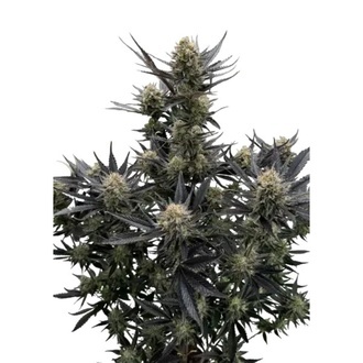 Guava Auto RF3 (Fast Buds) Feminisierte Samen