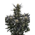 Guava Auto RF3 (Fast Buds) Feminisierte Samen