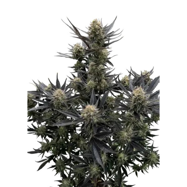 Guava Auto RF3 (Fast Buds) Feminisierte Samen