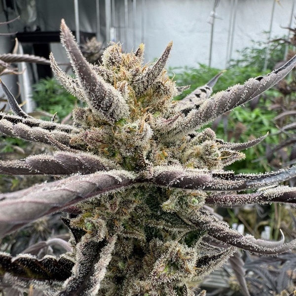 Guava Auto RF3 (Fast Buds) Feminisierte Samen