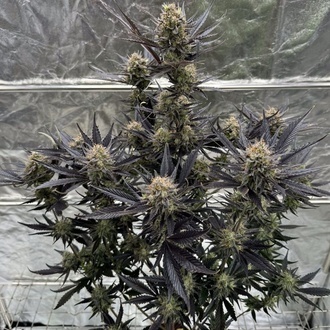 Guava Auto RF3 (Fast Buds) Feminisierte Samen