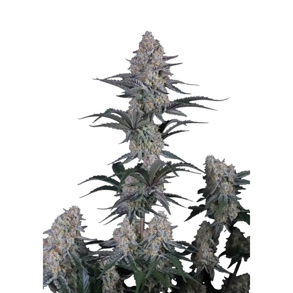 Guava Sundae Auto (Fast Buds) Feminisierte Samen