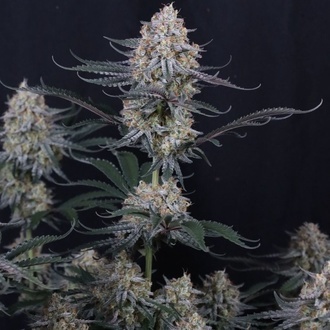 Guava Sundae Auto (Fast Buds) Feminisierte Samen