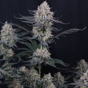 Guava Sundae Auto (Fast Buds) Feminisierte Samen