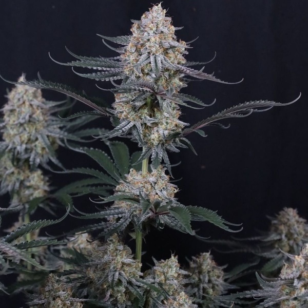 Guava Sundae Auto (Fast Buds) Feminisierte Samen