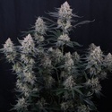 Guava Sundae Auto (Fast Buds) Feminisierte Samen