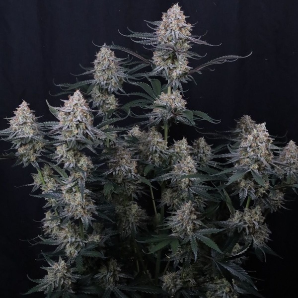 Guava Sundae Auto (Fast Buds) Feminisierte Samen