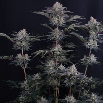 Mendo Frost Auto (Fast Buds) Feminisiert