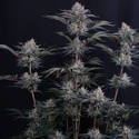Mendo Frost Auto (Fast Buds) Feminisiert