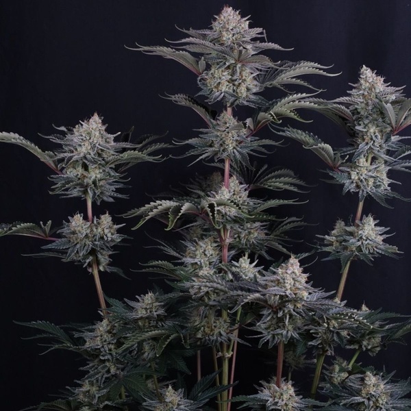 Mendo Frost Auto (Fast Buds) Feminisiert