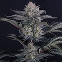 Mendo Frost Auto (Fast Buds) Feminisiert