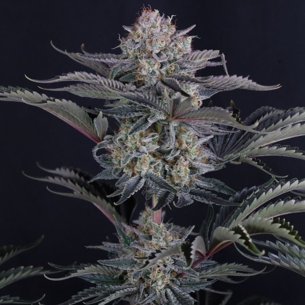 Mendo Frost Auto (Fast Buds) Feminisiert
