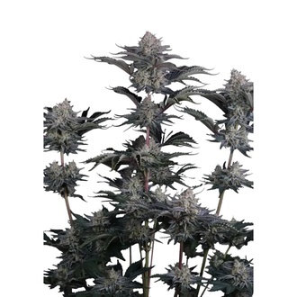 Mendo Guava Auto (Fast Buds) Feminisierte Samen