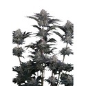 Mendo Guava Auto (Fast Buds) Feminisierte Samen