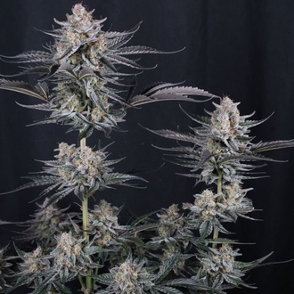 Mendo Guava Auto (Fast Buds) Feminisierte Samen