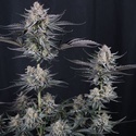 Mendo Guava Auto (Fast Buds) Feminisierte Samen