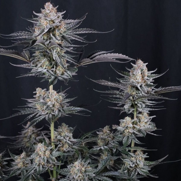 Mendo Guava Auto (Fast Buds) Feminisierte Samen