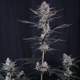 Mendo Guava Auto (Fast Buds) Feminisierte Samen