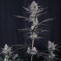 Mendo Guava Auto (Fast Buds) Feminisierte Samen