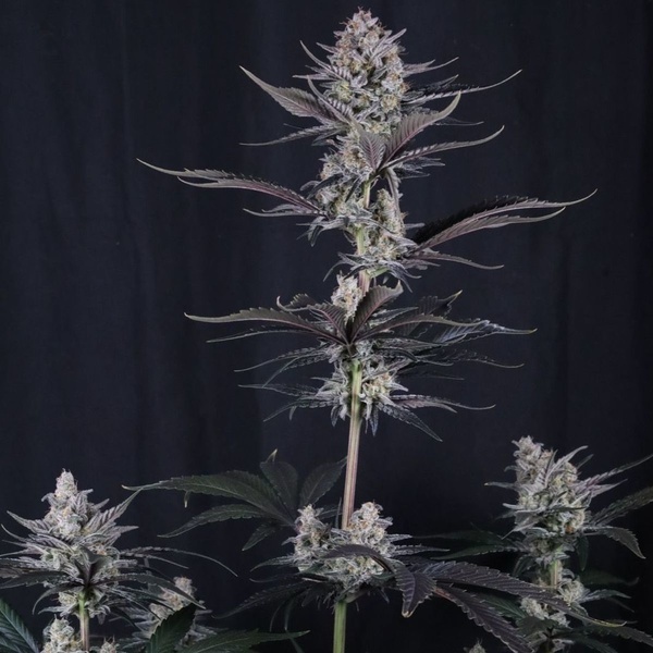 Mendo Guava Auto (Fast Buds) Feminisierte Samen