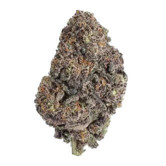 Papayton (FastBuds) feminized
