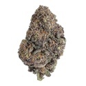 Papayton (Fast Buds) Feminisiert