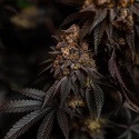 Papayton (Fast Buds) Feminisiert