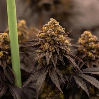 Papayton (Fast Buds) Feminisiert
