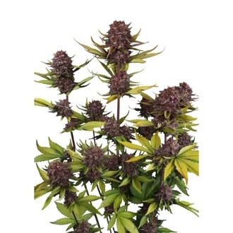 Purple Lemonade Auto RF3 (Fast Buds) Feminisiert