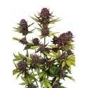 Purple Lemonade Auto RF3 (Fast Buds) Feminisiert