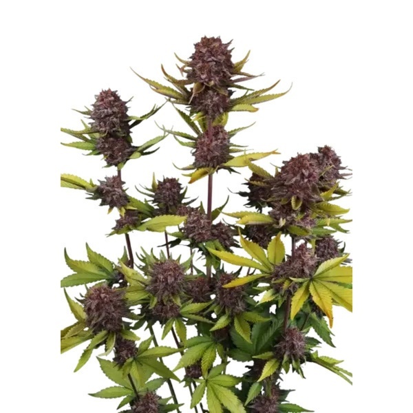 Purple Lemonade Auto RF3 (Fast Buds) Feminisiert