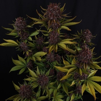 Purple Lemonade Auto RF3 (Fast Buds) Feminisiert